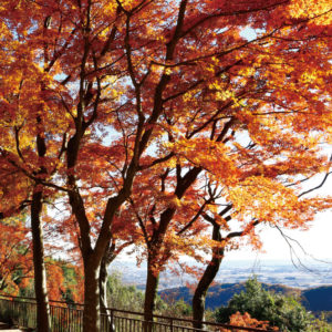 太平山謙信平の紅葉